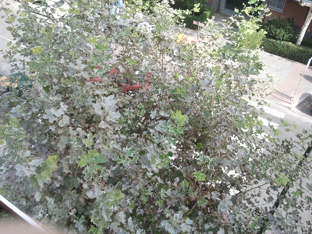 Nuestros árboles se mueren