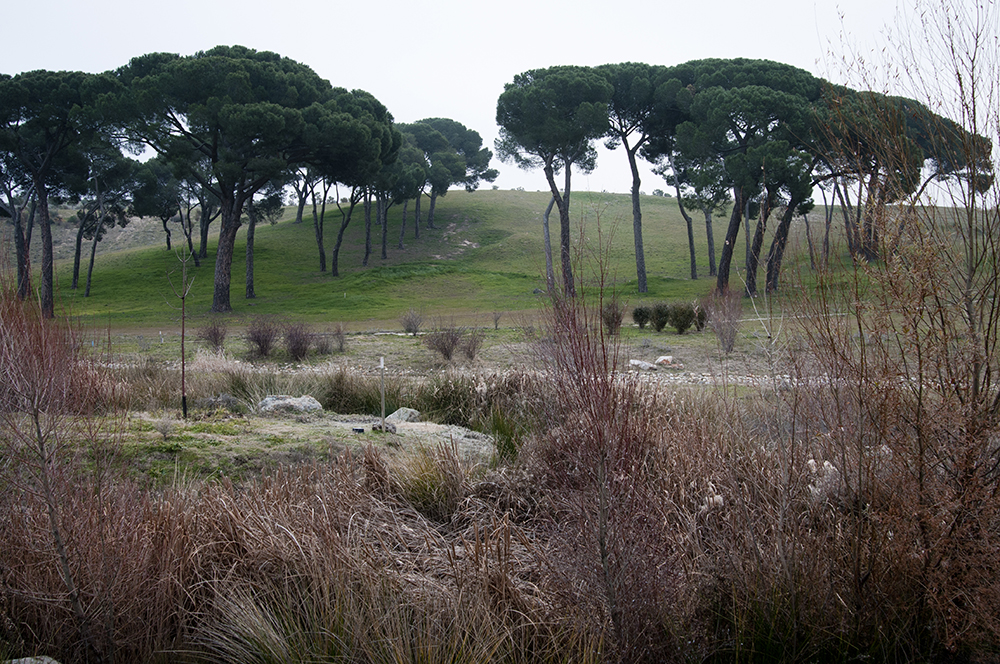 Un parque forestal dibujado como un árbol