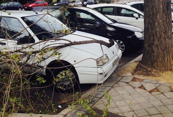 ¿Te preocupan los árboles de tu calle?