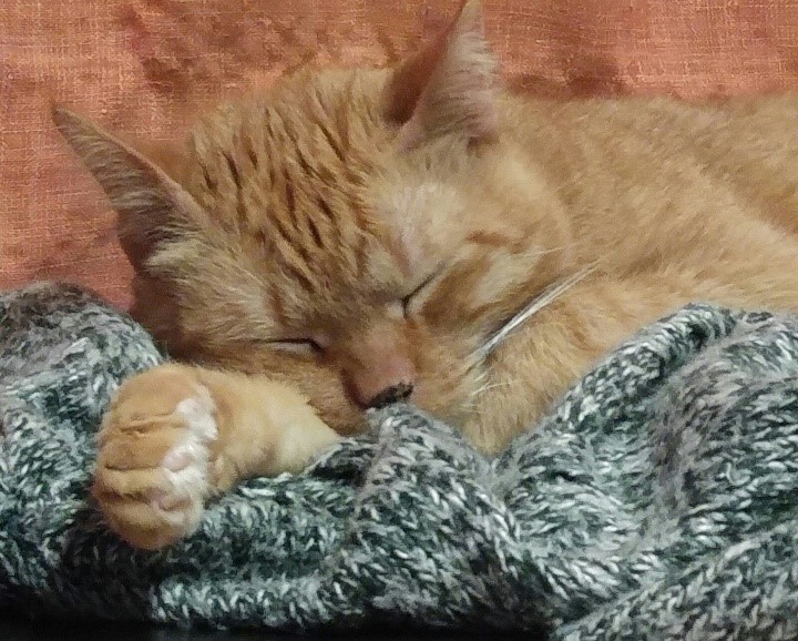 Hortaleza, pionera en la protección de gatos callejeros