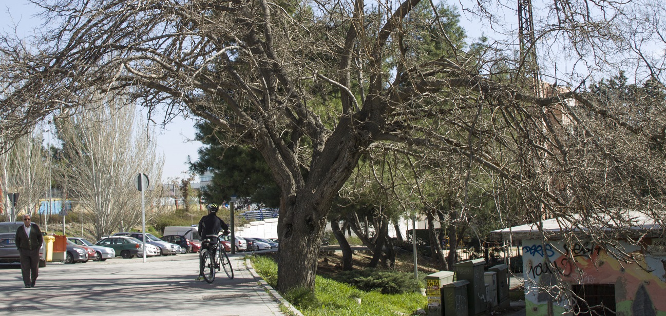 Una de nuestras moreras centenarias