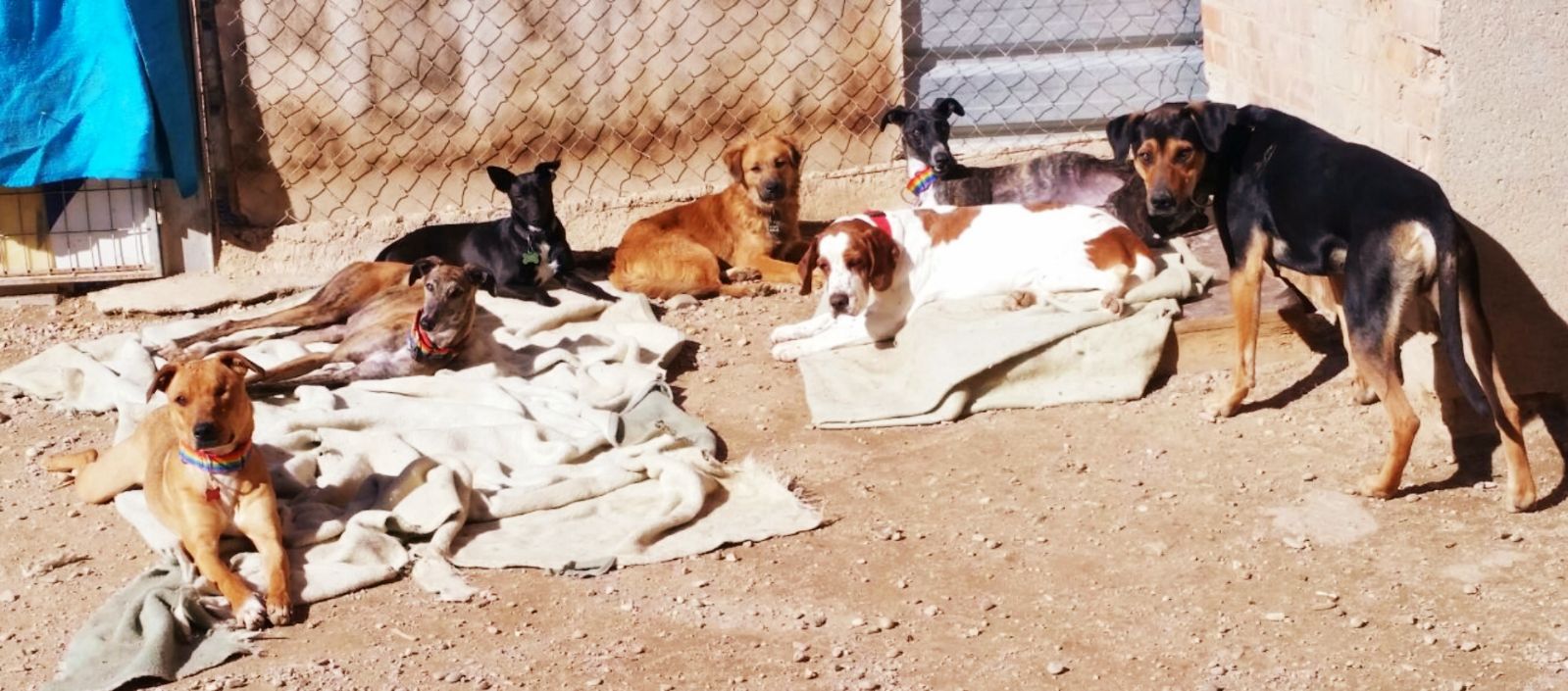 Jornada solidaria con los animales en Manoteras