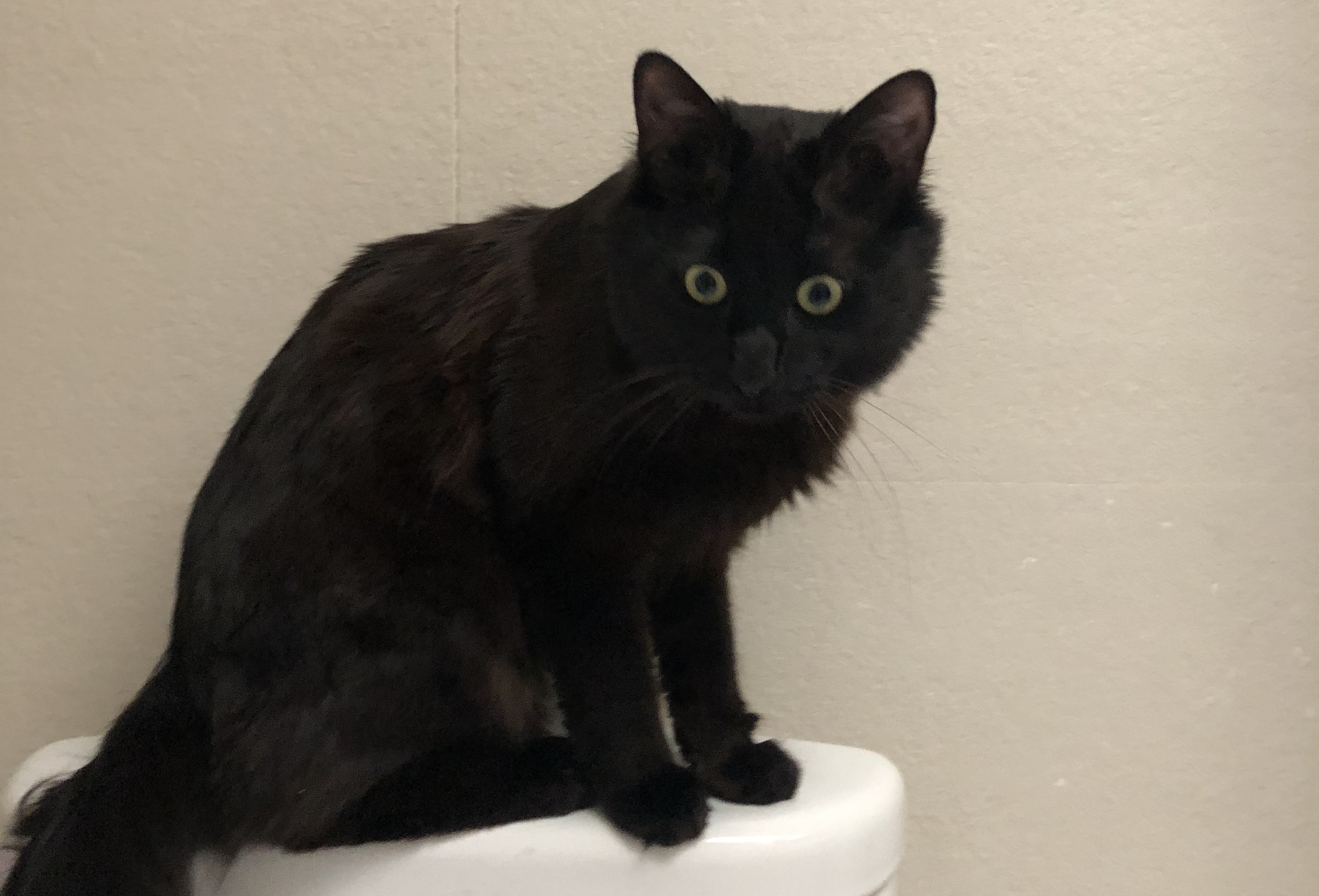 Hortaleza animal: perdidos y encontrados