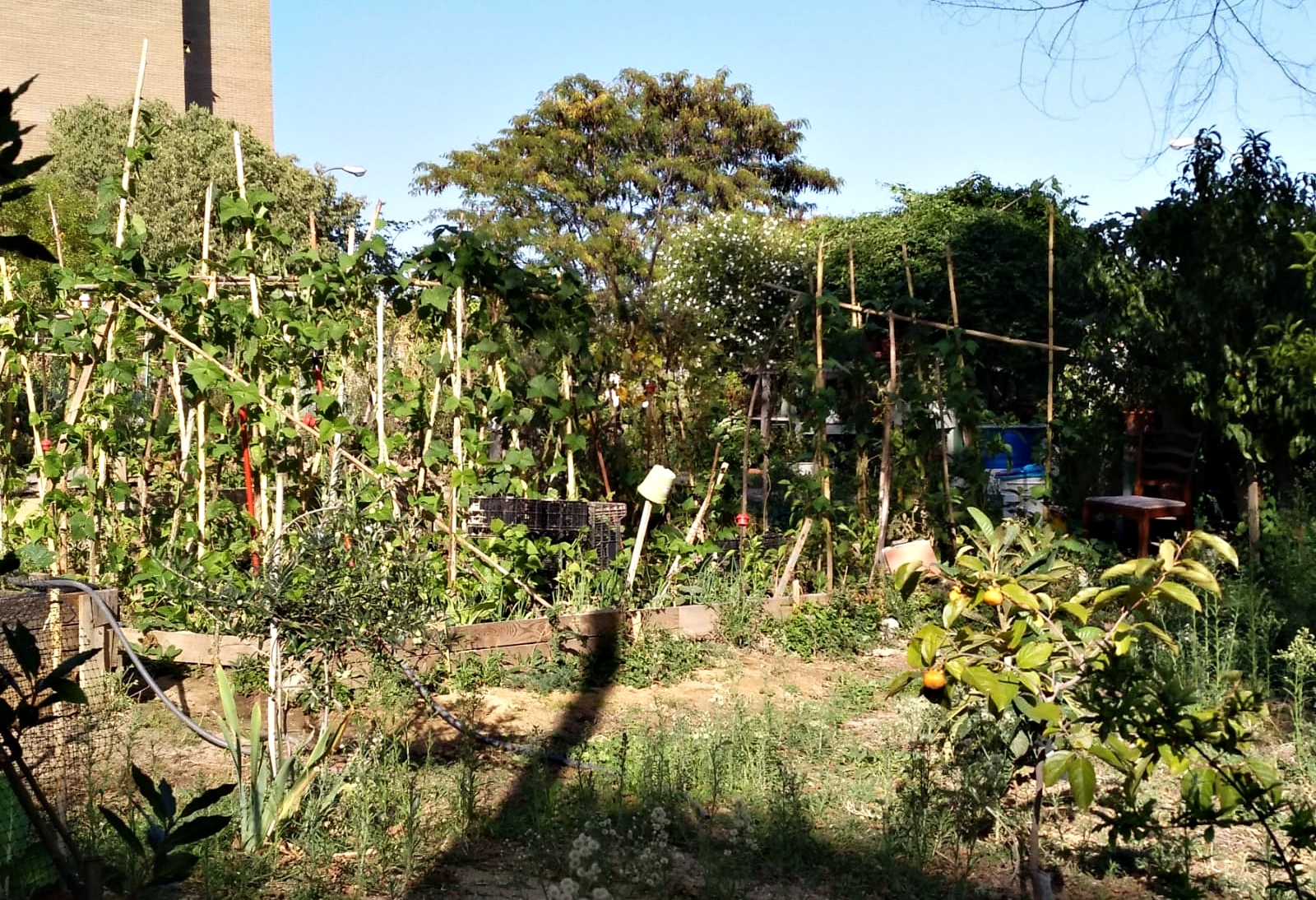 poda en el huerto comunitario Villa Rosa