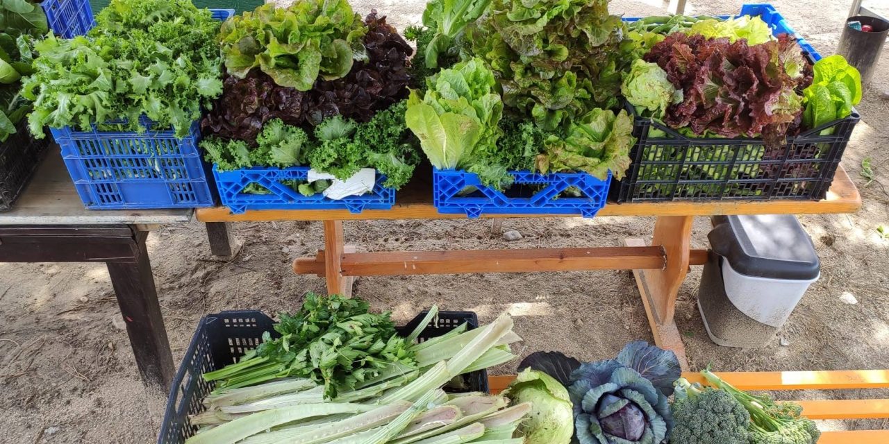 Cosecha solidaria en el huerto de Manoteras