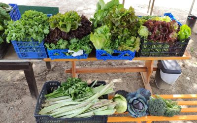 Cosecha solidaria en el huerto de Manoteras