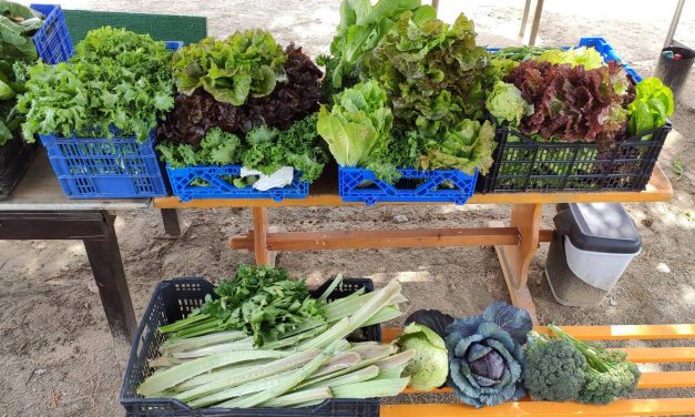 Cosecha solidaria en el huerto de Manoteras