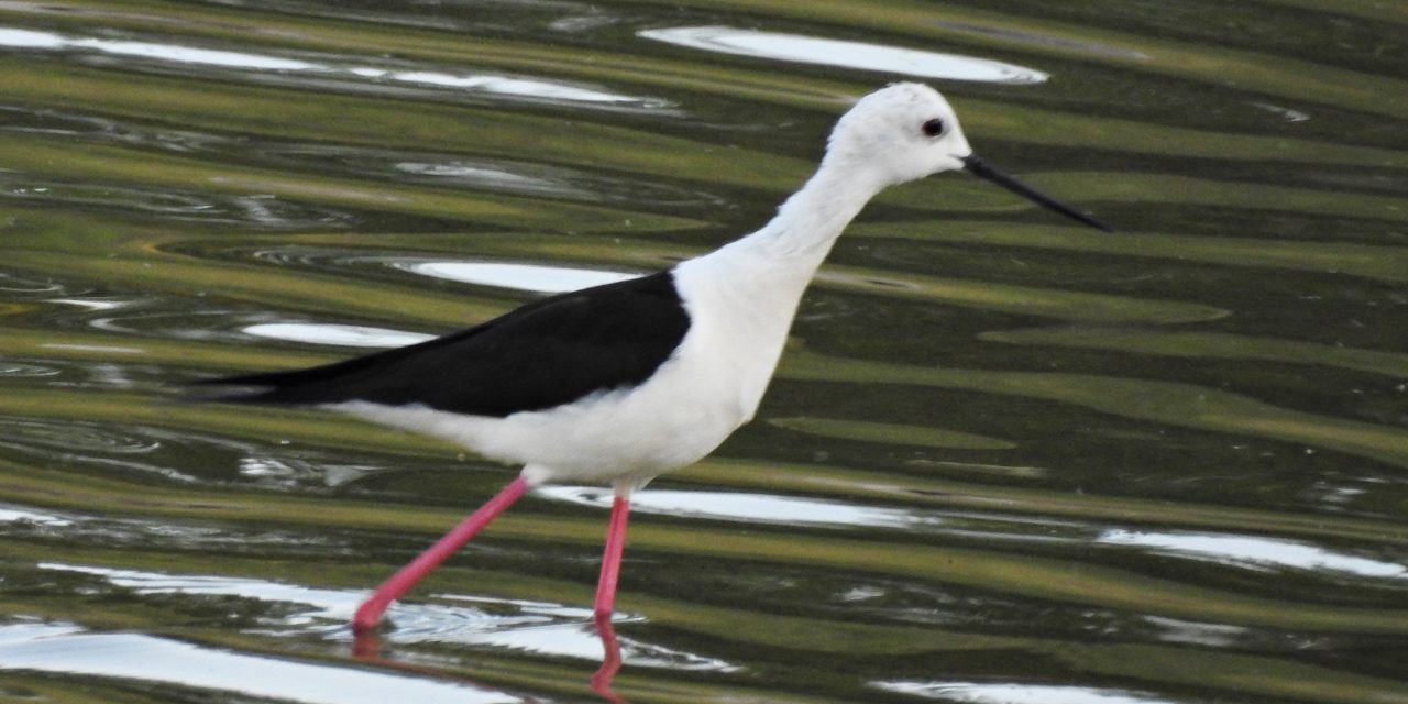 Cigüeñelas crían durante el confinamiento en Valdebebas