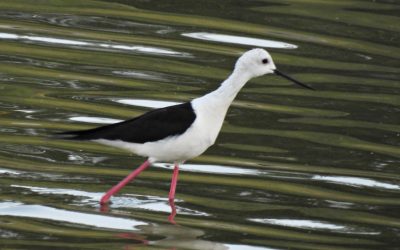 Cigüeñelas crían durante el confinamiento en Valdebebas