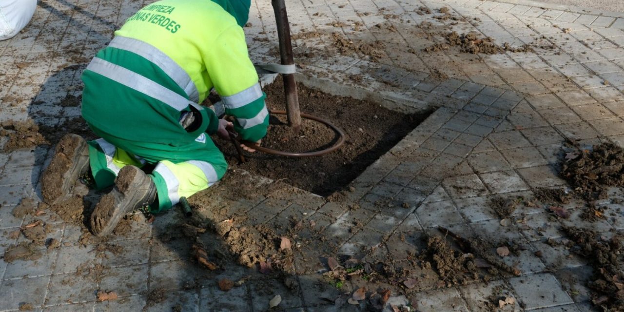 Casi 700 árboles para alcorques vacíos en Hortaleza