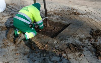 Casi 700 árboles para alcorques vacíos en Hortaleza
