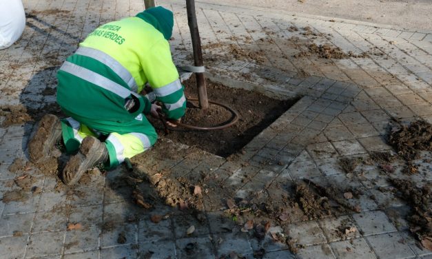 Casi 700 árboles para alcorques vacíos en Hortaleza