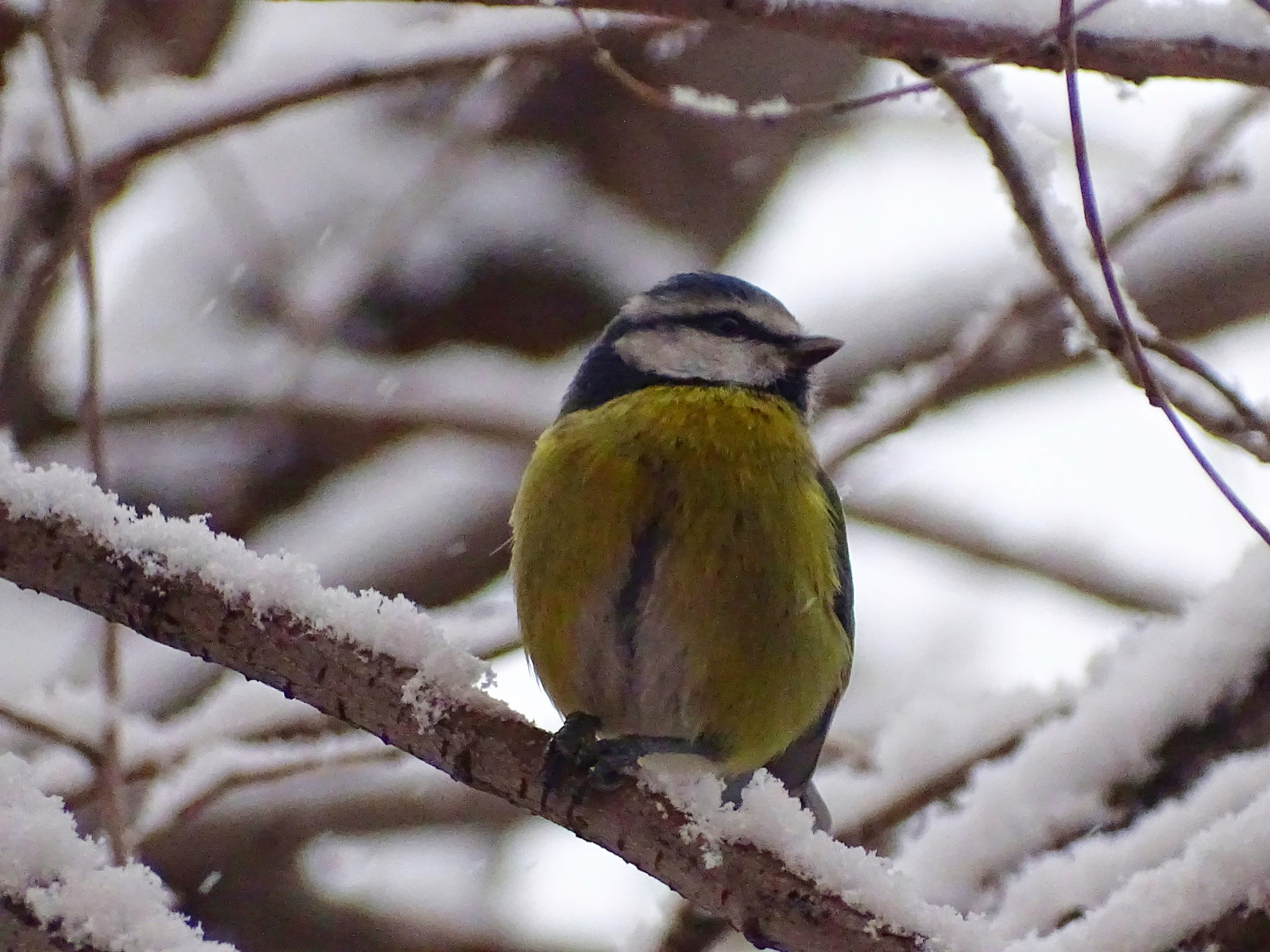 Bea Martin Herrerillo comun scaled