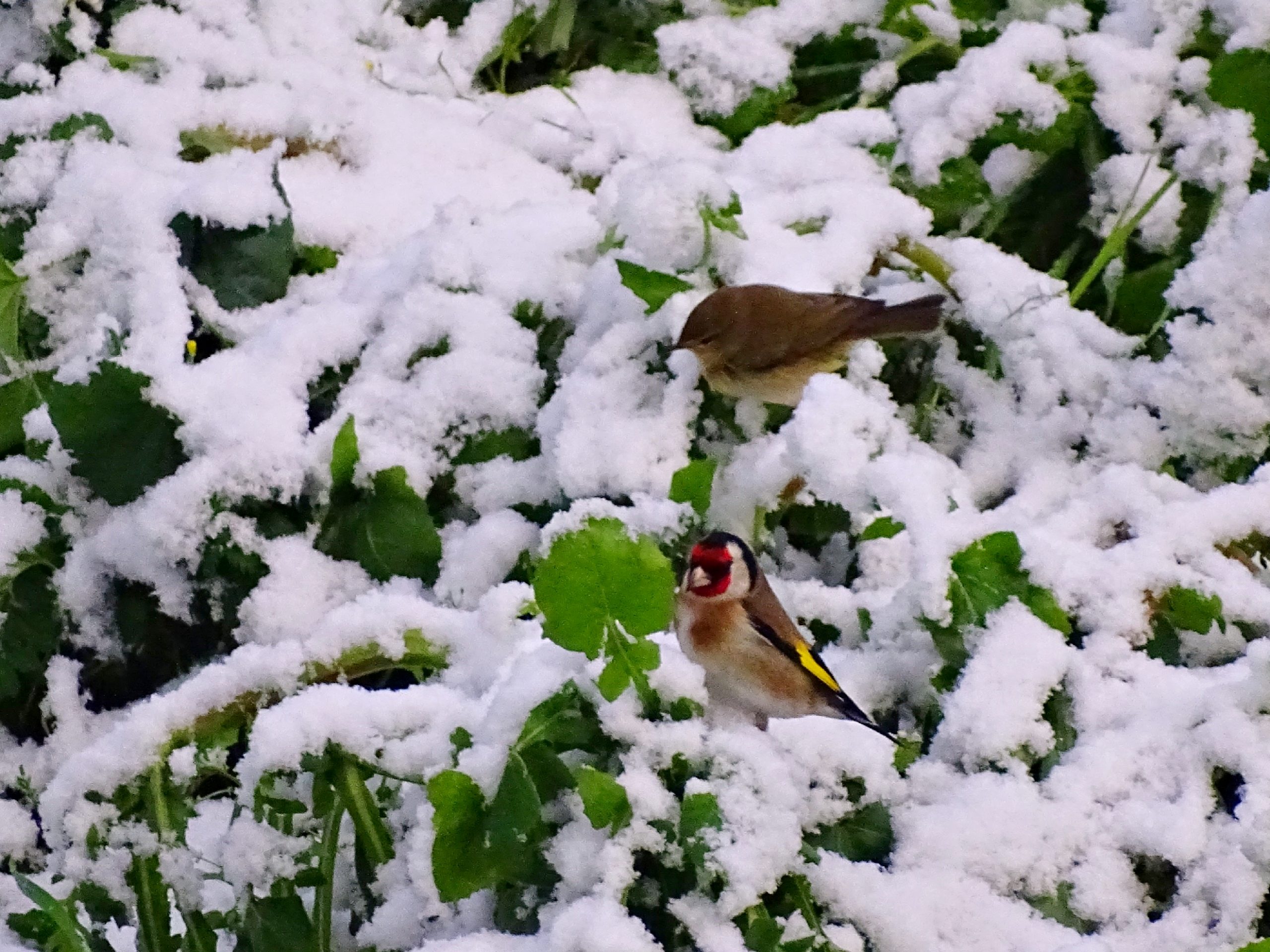 Bea Martin Jilgueros europeos scaled