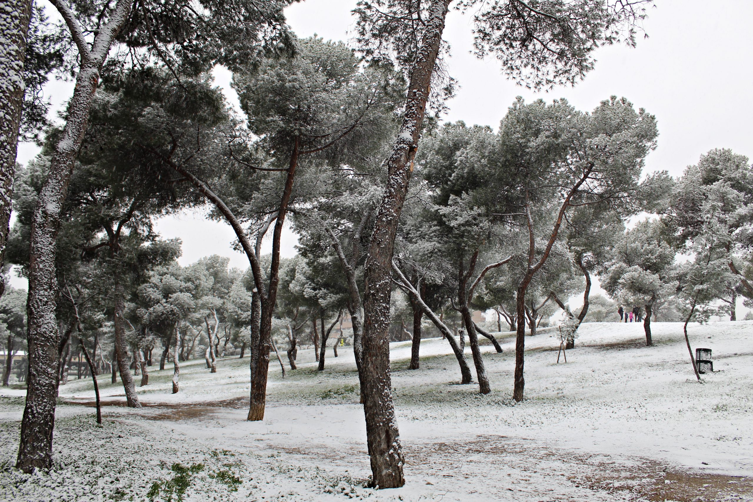 Begona Canora Pinar del Rey scaled