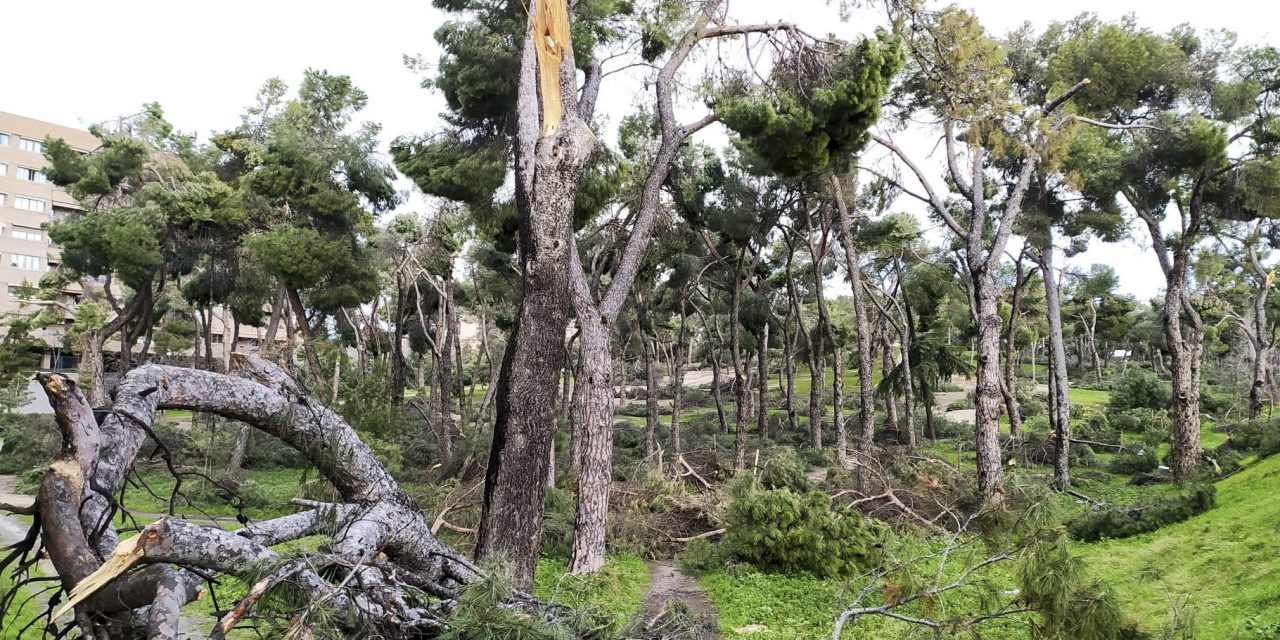 Filomena deja daños “incalculables” en el arbolado