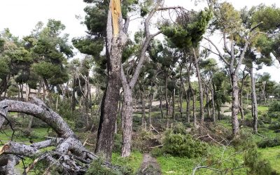 Filomena deja daños “incalculables” en el arbolado