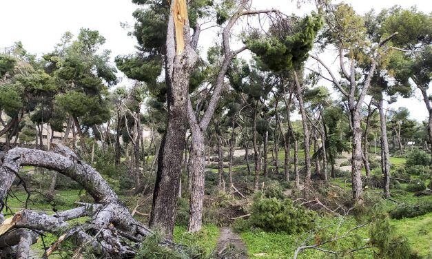 Filomena deja daños “incalculables” en el arbolado
