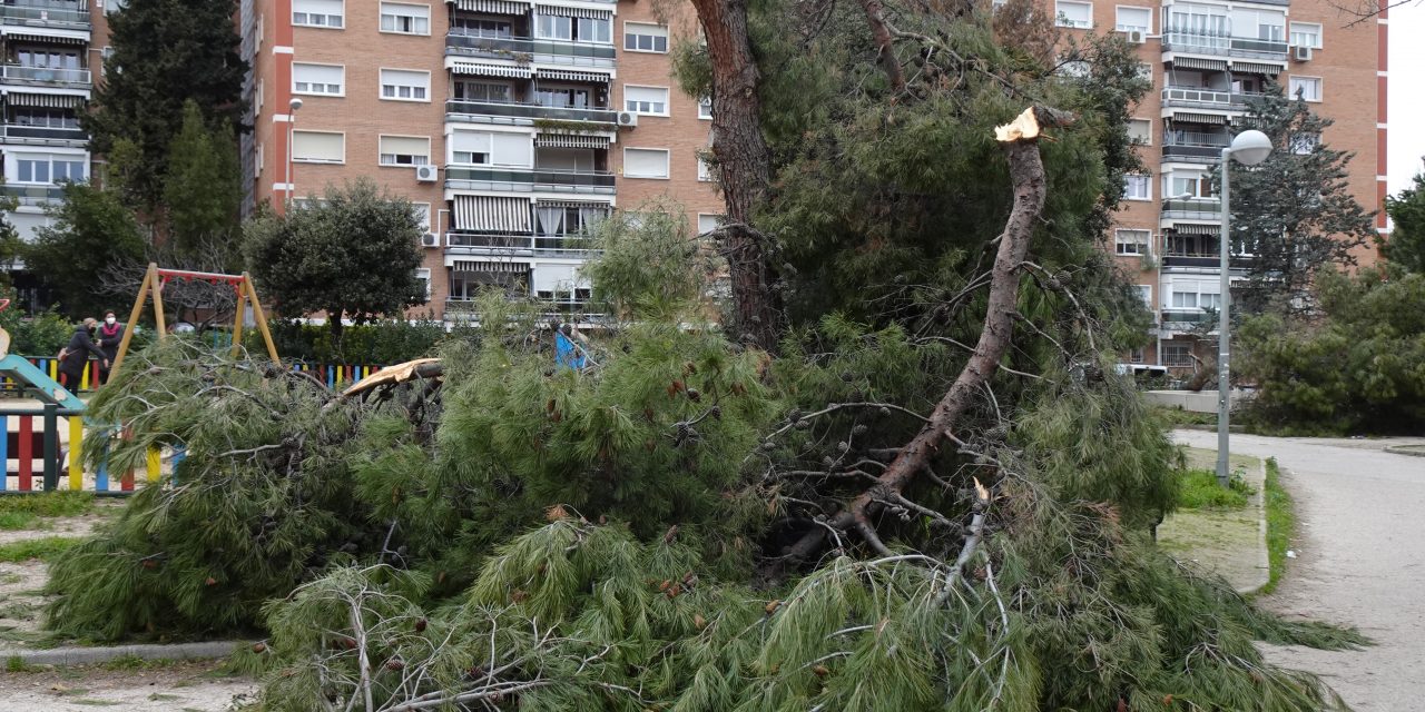 El arbolado y la avifauna tras el paso de Filomena