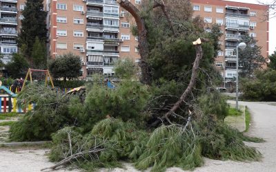 El arbolado y la avifauna tras el paso de Filomena