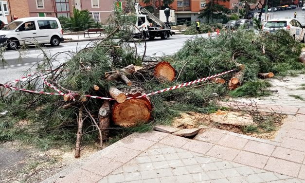 Pinar del Rey sigue perdiendo pinos