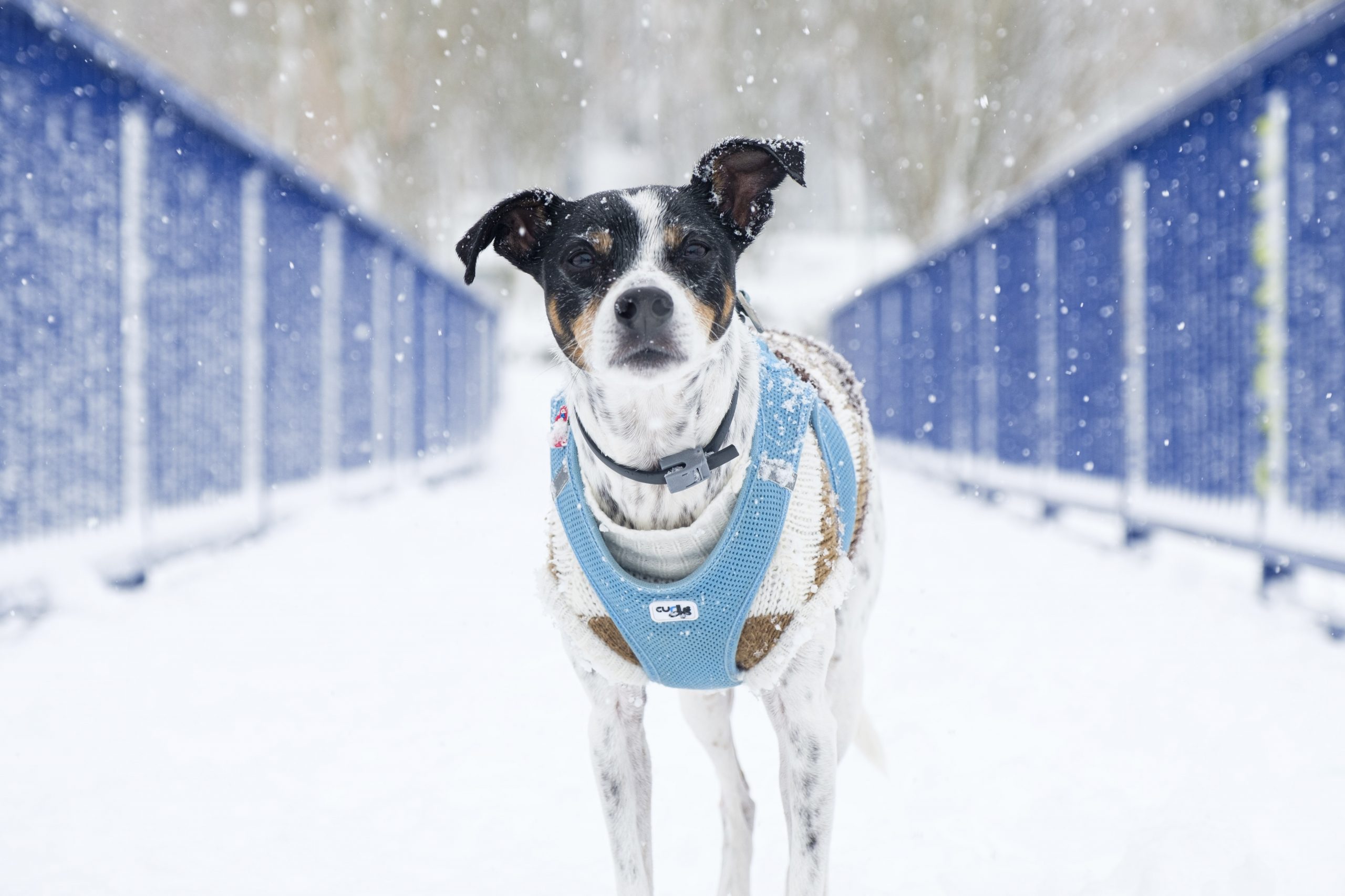 Las mascotas 02 scaled