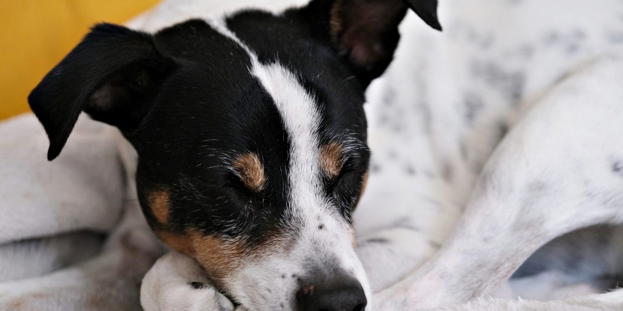 Las mascotas y la COVID-19