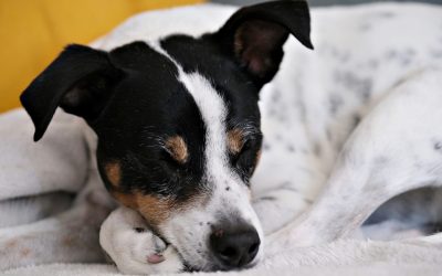 Las mascotas y la COVID-19