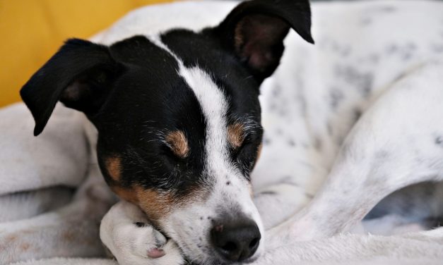 Las mascotas y la COVID-19