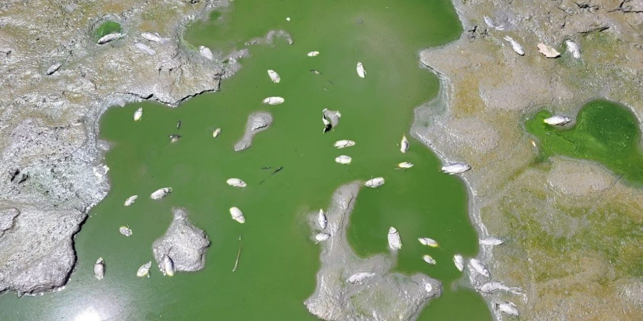 Muerte en el parque de la ría de Sanchinarro