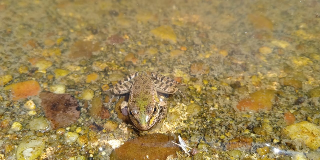 Muerte de las ranas del parque de Villa Rosa