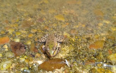 Muerte de las ranas del parque de Villa Rosa