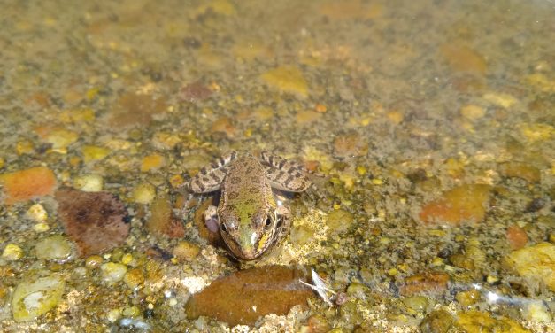 Muerte de las ranas del parque de Villa Rosa