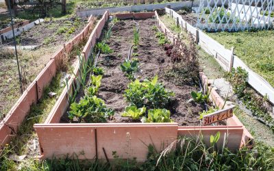 Charla en el Espacio Danos Tiempo: «Producción de alimentos: del campo a la ciudad»