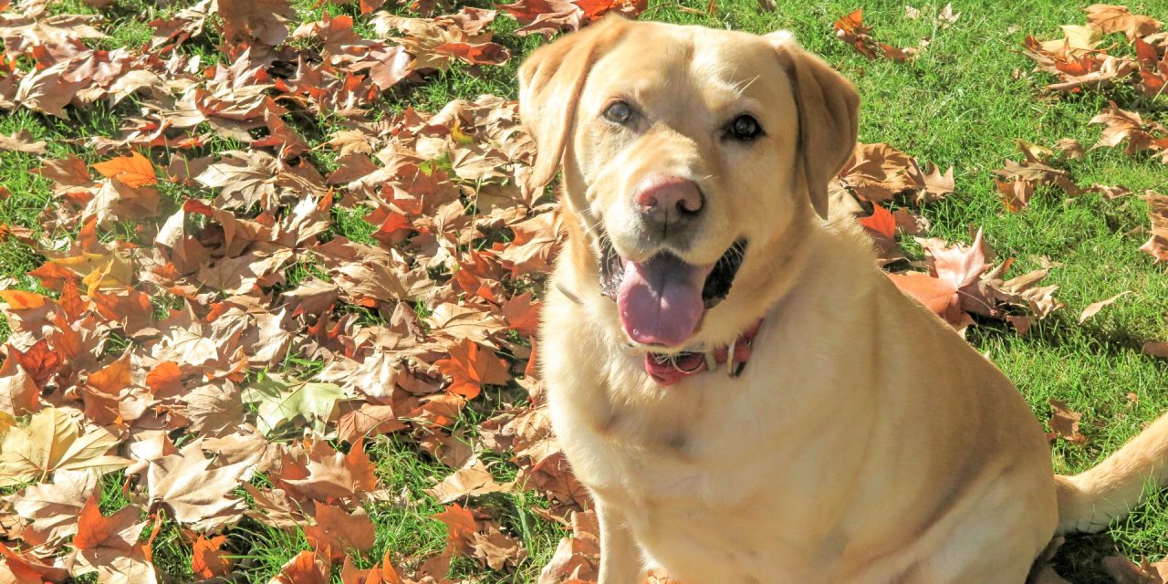 Lobo Áureo, educación canina amable