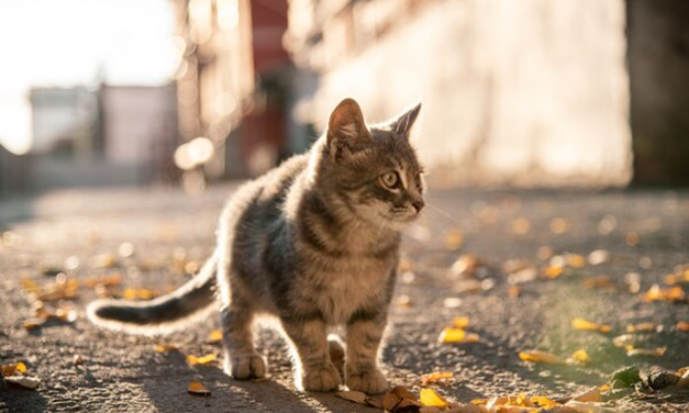 Los ‘sinnombre’ de abril