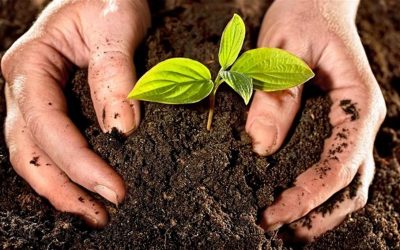 Plantación y compostaje en el área comunitaria de Canillas