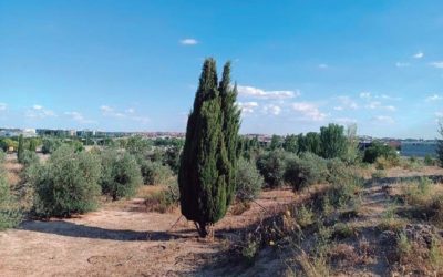 La Fórmula 1 de Madrid puede acabar con 700 árboles