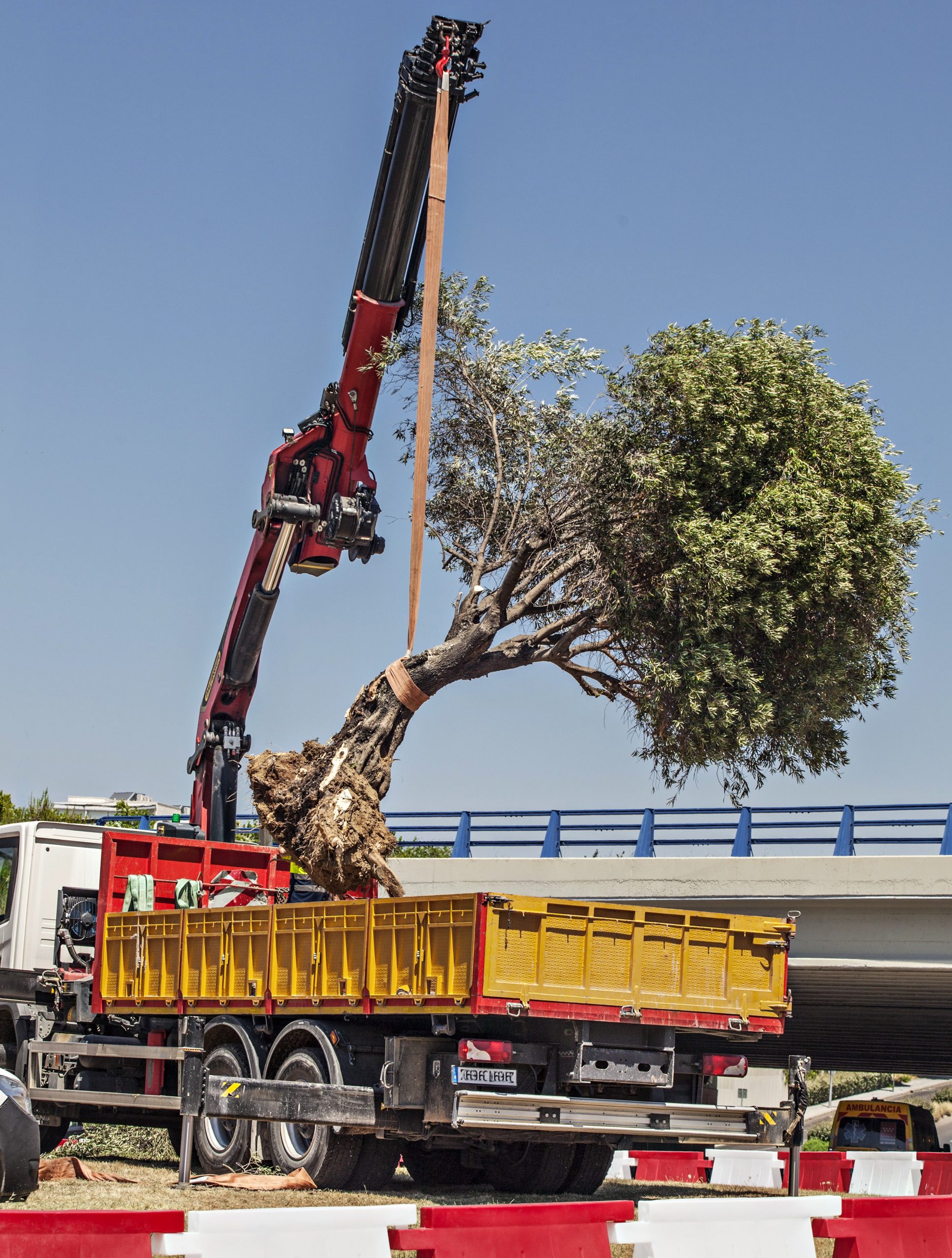 Olivo arrancado en la Via de Dublin de Madrid por las obras de la F1. FOTO DE MARIA ROLDAN PAZOS scaled