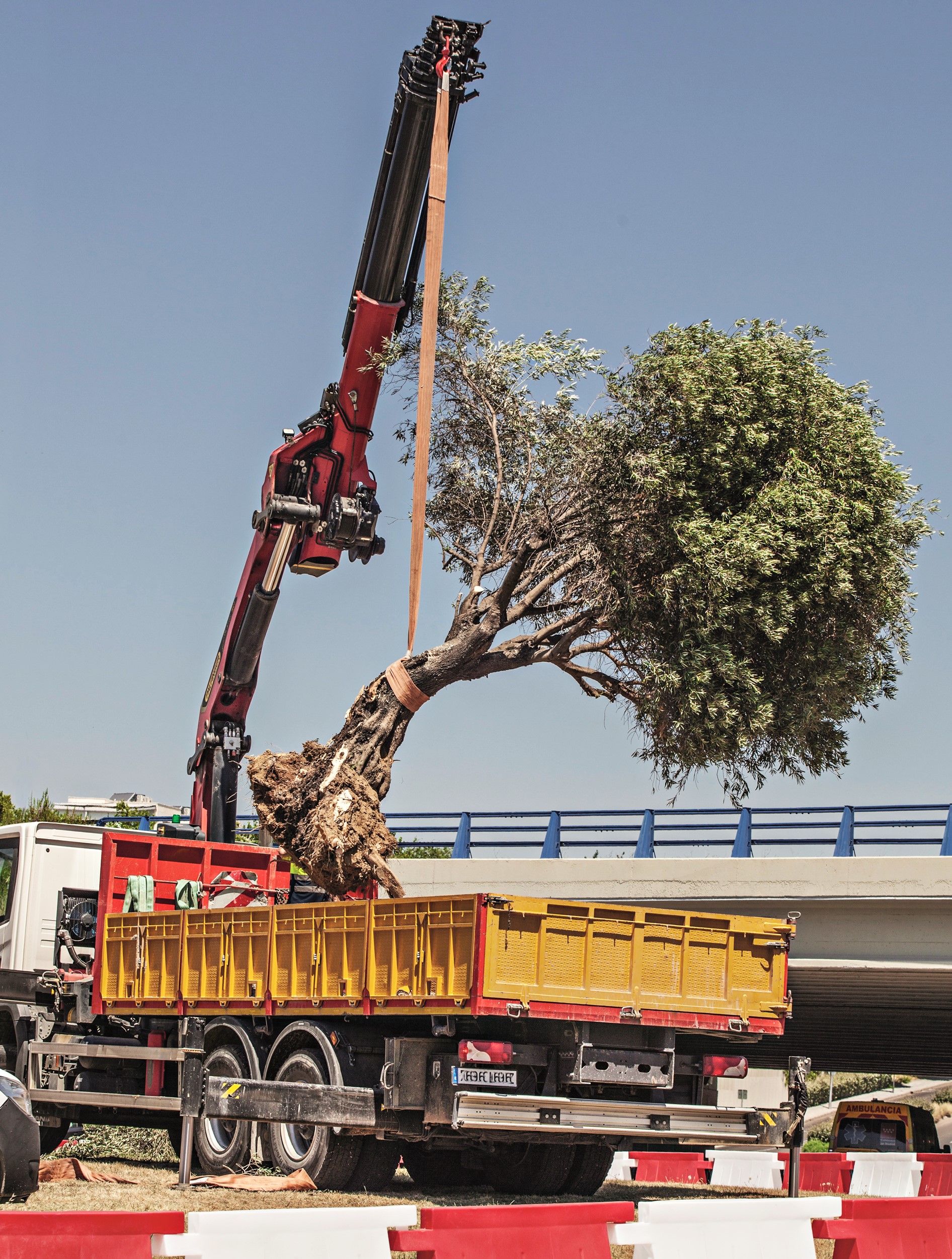 Circuito Formula 1 arbol