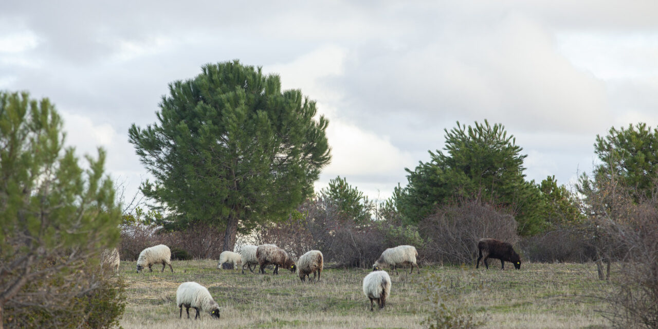 Un rebaño de ovejas en Valdebebas