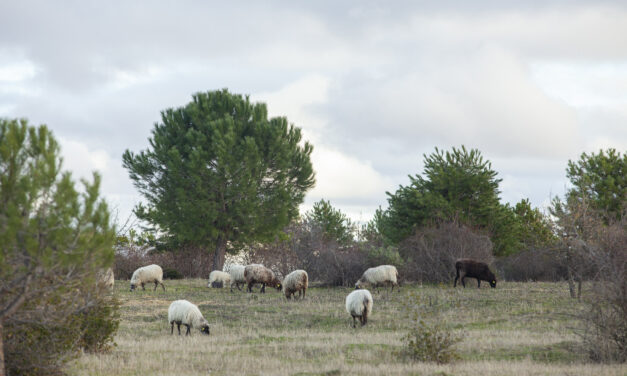 Un rebaño de ovejas en Valdebebas